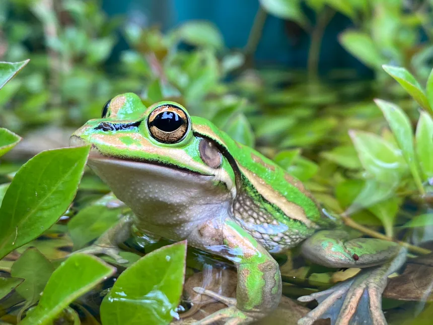 From Frog Saunas to Medicated Baths: Scientists Race to Stop a Global Amphibian Plague